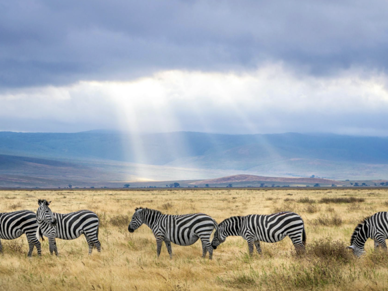 Tanzania: Safaris, playas y el techo de África 🇹🇿🦓🌴
